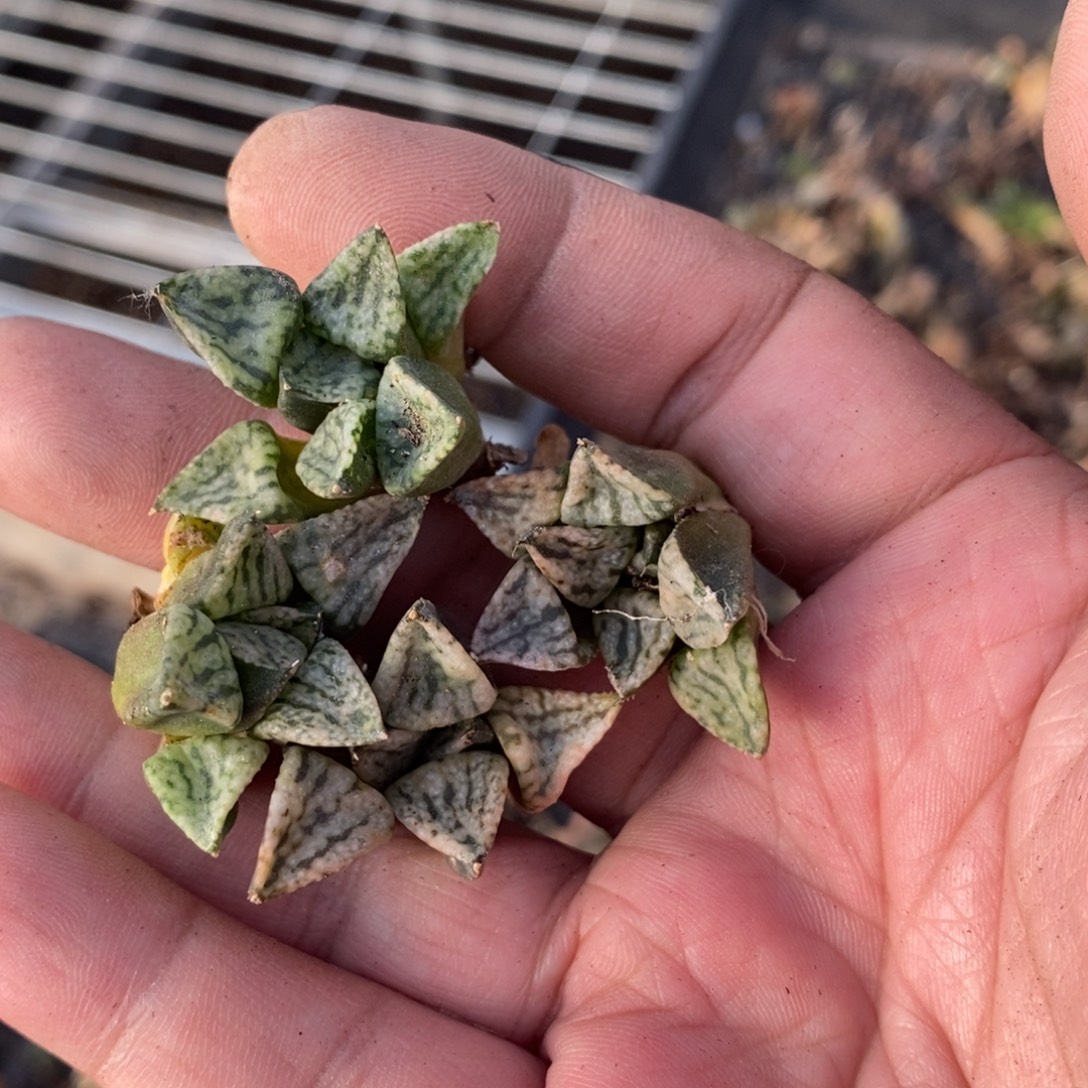 822 一颗小潘多拉魔盒 整点福利