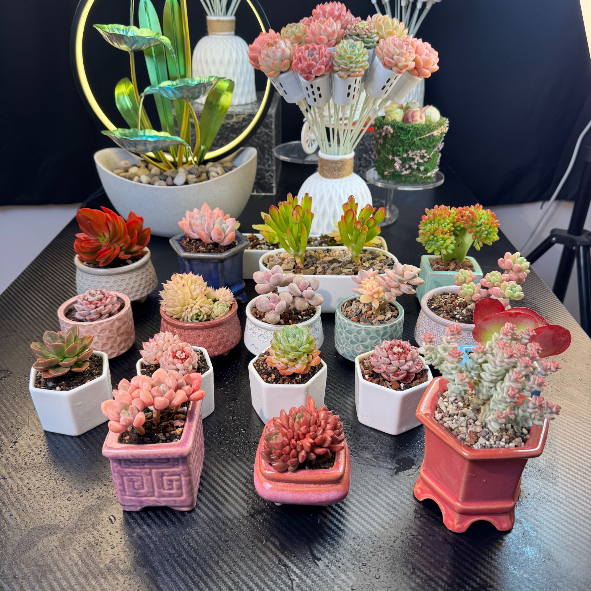 601-800多肉一物一拍  满3单包邮