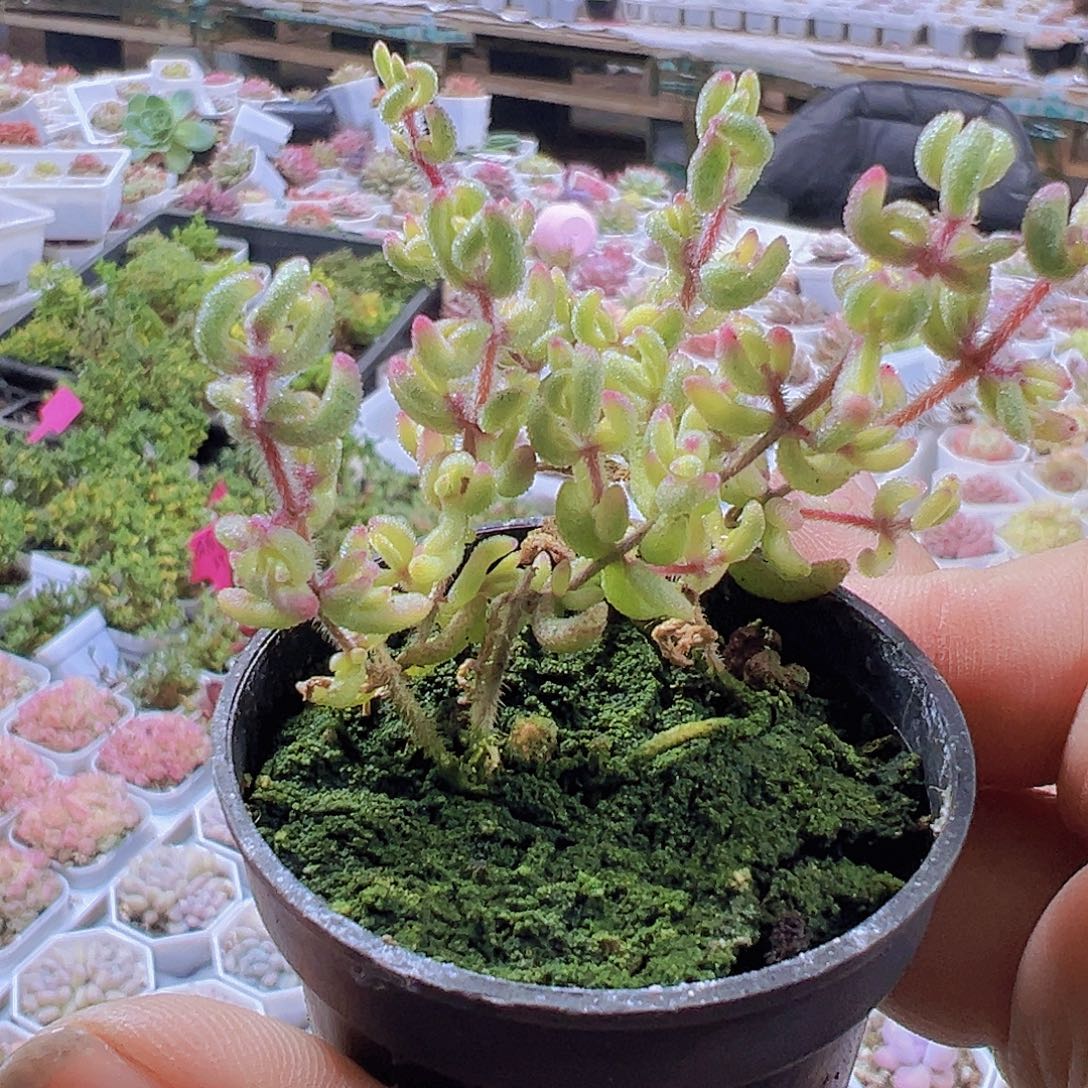 锦锦红宝石枝干锦19包邮