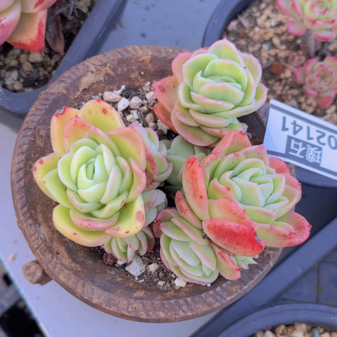 冰玫瑰锦02141多肉植物