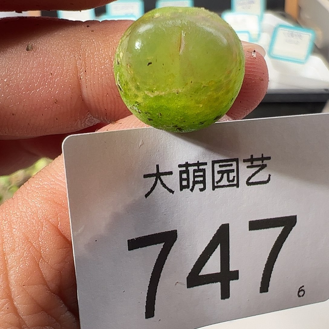 0000747 一物一拍……