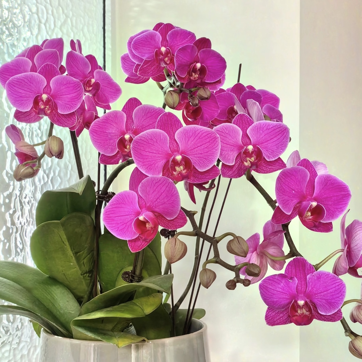 【3寸】单梗福星蝴蝶兰花盆栽花卉多年生室内阳台易养护爆花强