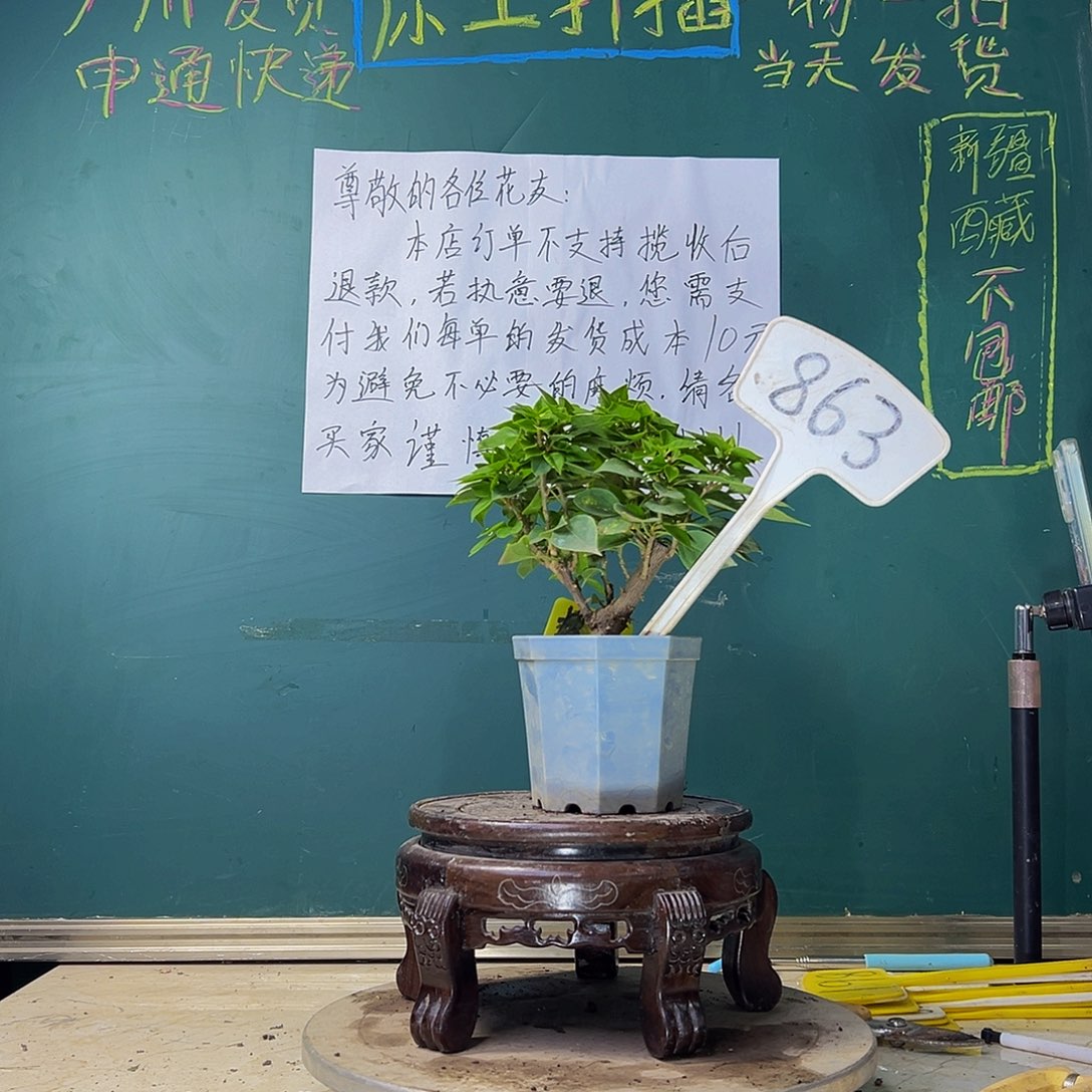 当前无花栽培后可以开花塔紫 大宝 863