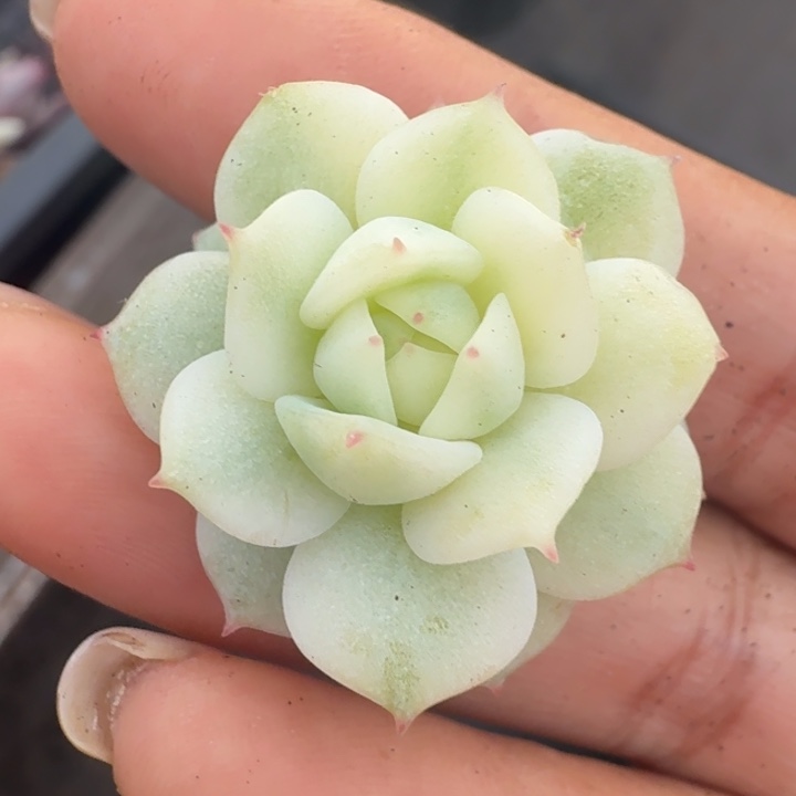 静夜锦腹轮锦无根