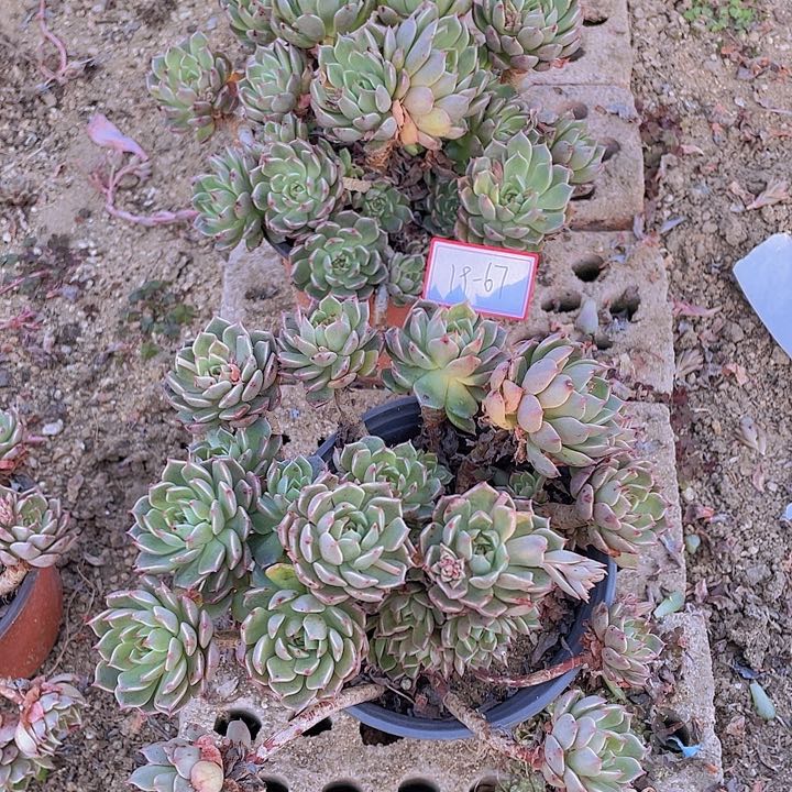 奥利维亚多头全身19杠67号两颗