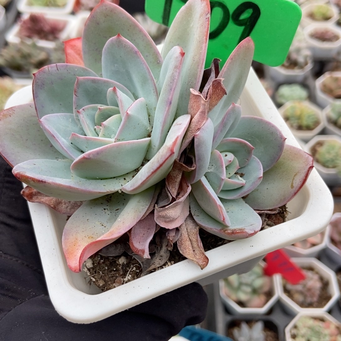 1909布鲁蓝多肉植物多肉