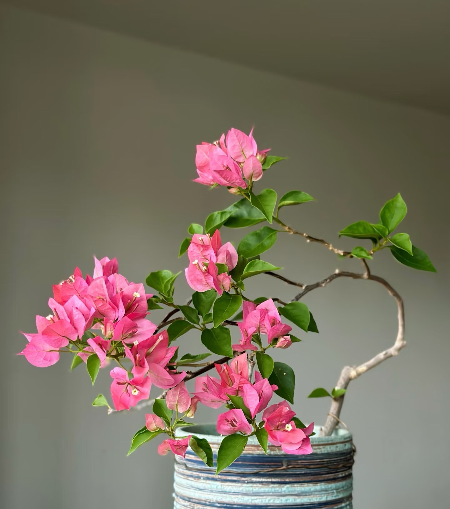 【绿叶水晶】透亮粉色系耐活室内外观花三角梅