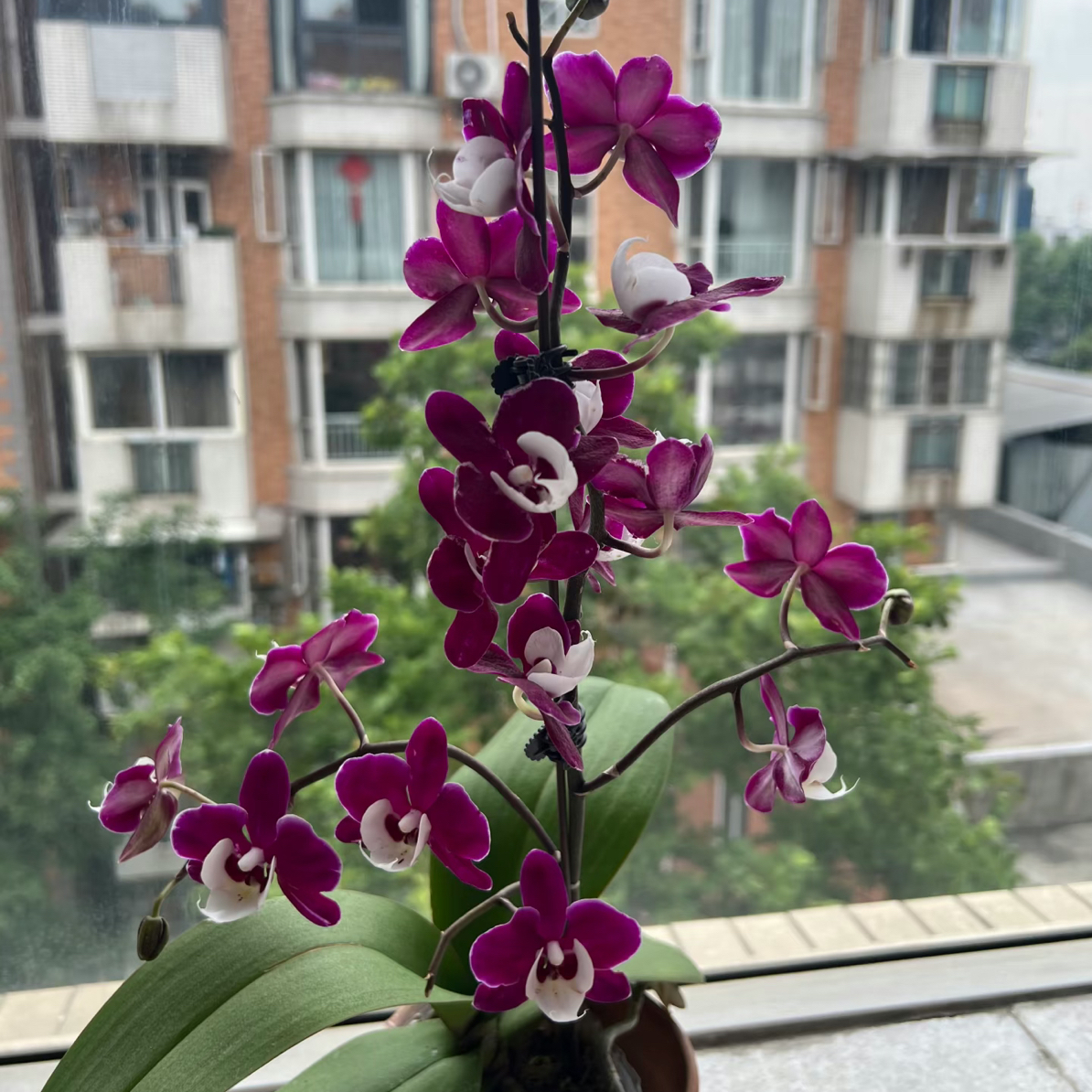 渟叙【小狐仙】3.5寸带花带花苞发货花卉阳台植物无售后