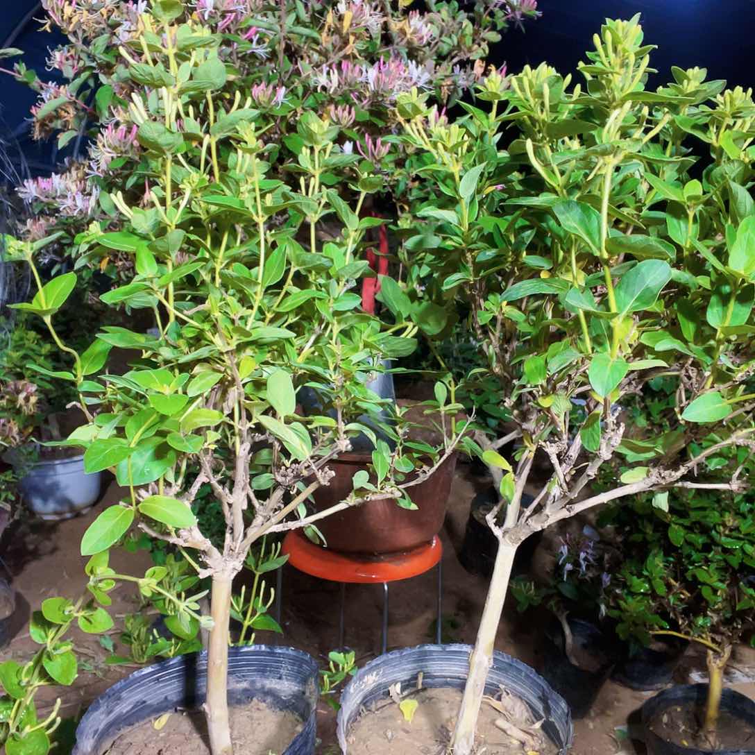 大部分花苞少量开放