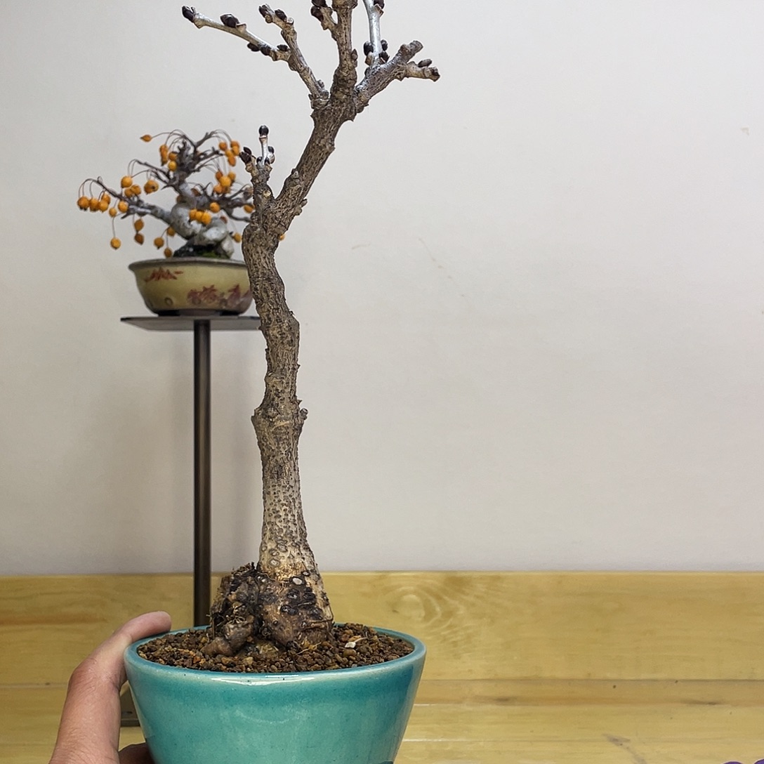 木本丰花紫藤盆栽