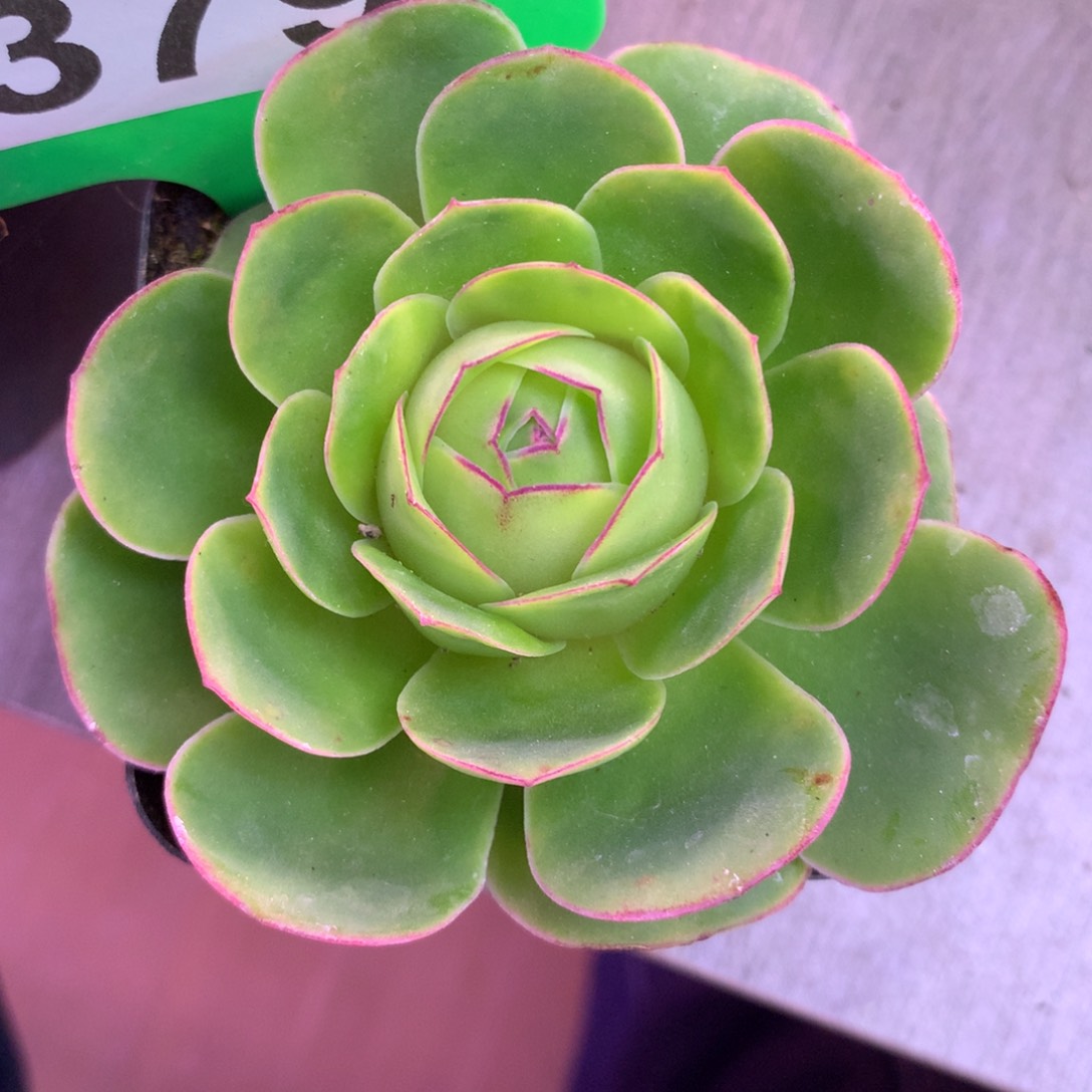 一*一物一拍凤西211