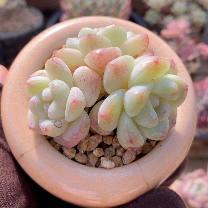 奶油冰玉 韩货精品