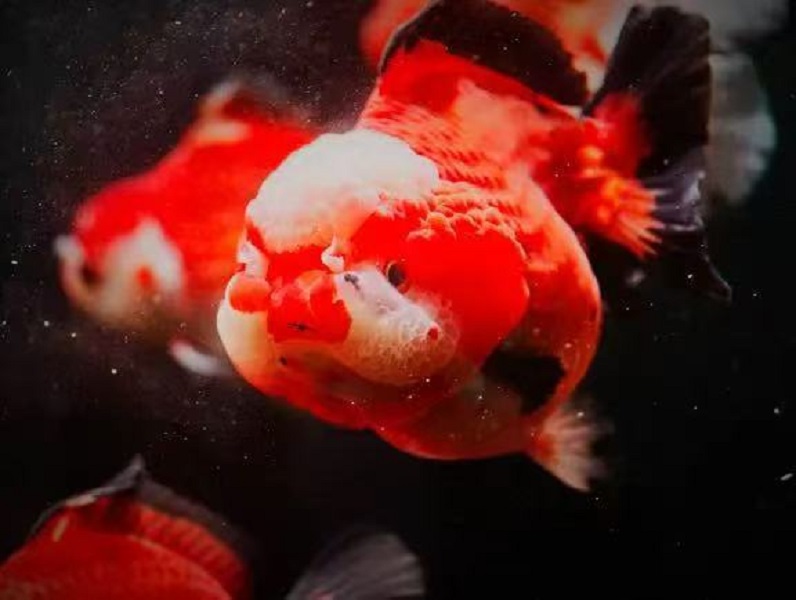 金鱼观赏鱼顶红兰寿花狮猫狮泰狮龙睛百褶鎏金冷水鱼好养耐活