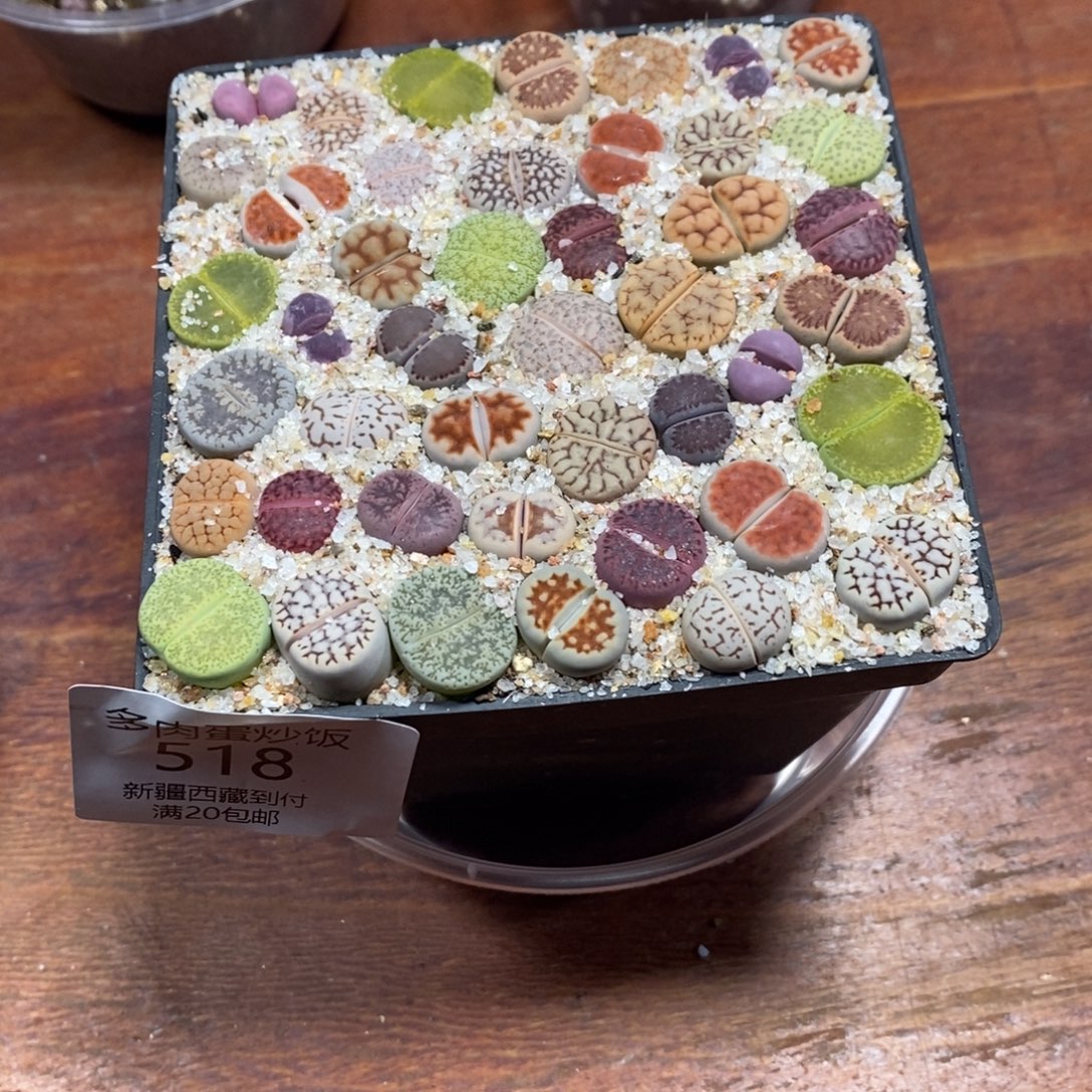 多肉蛋炒饭感谢您相伴518