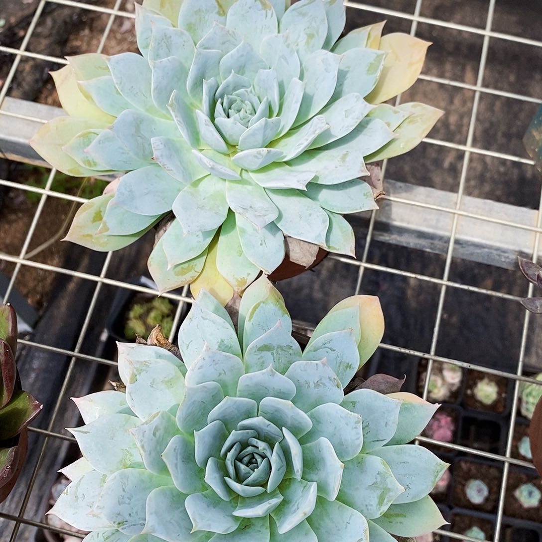薄叶蓝鸟大单头莲花座
