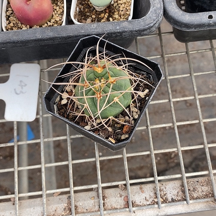 游****漂亮仙人球一物一拍