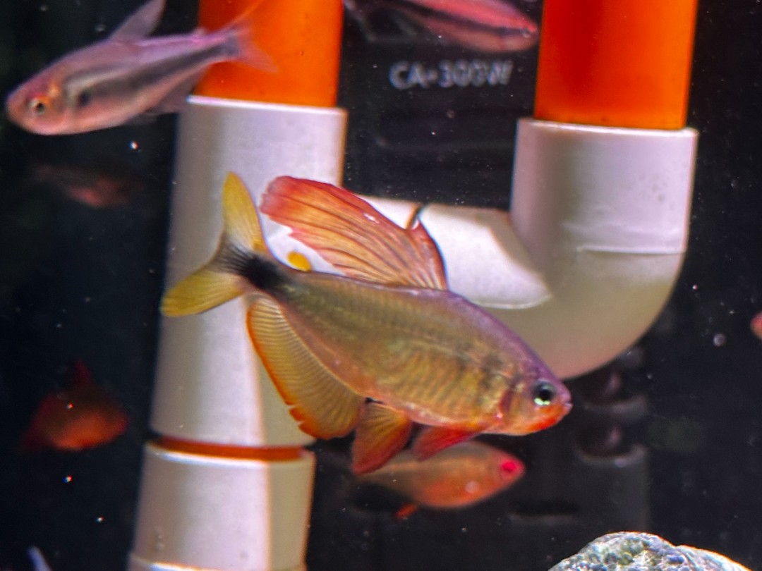 【疯狂小鱼】蝴蝶凯蒂鱼