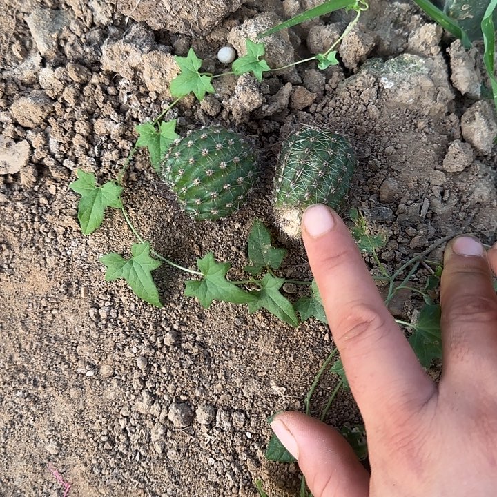 义***)胭脂洛无跟侧芽两公分左右嫁接用2