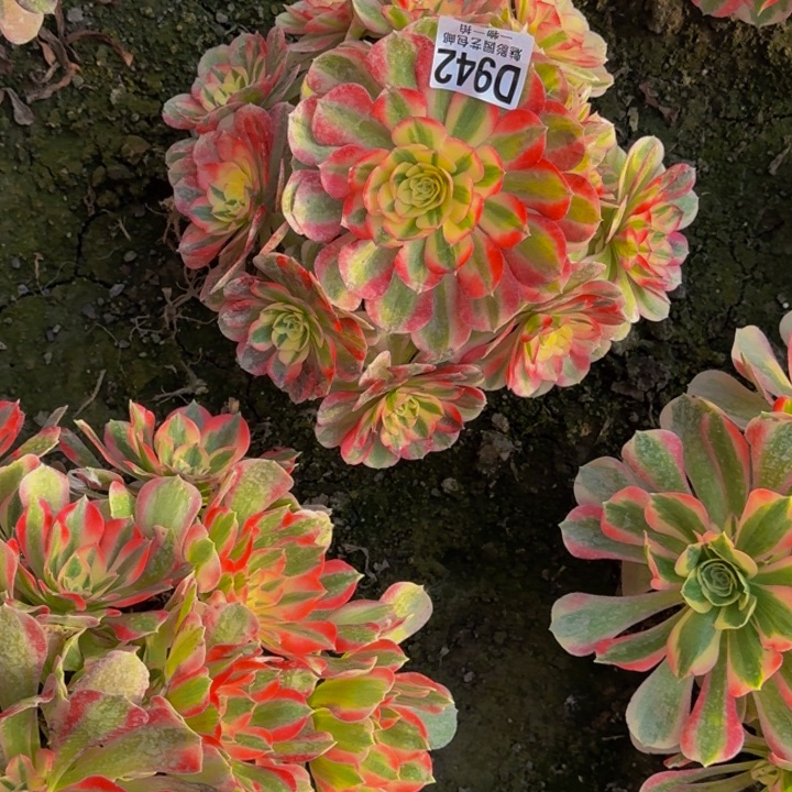 海神花30-3包邮花花