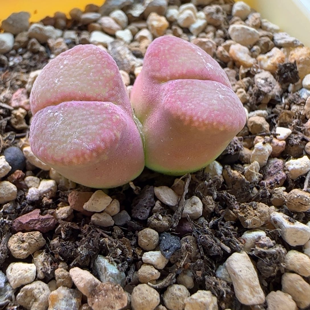 5003 大白多肉植物园