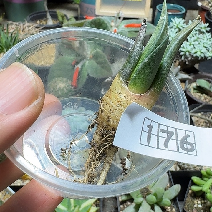 迎***扬176岩牡丹脱土发货实生