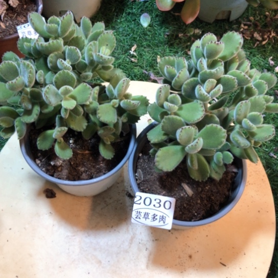 熊童子，2030，一物一拍