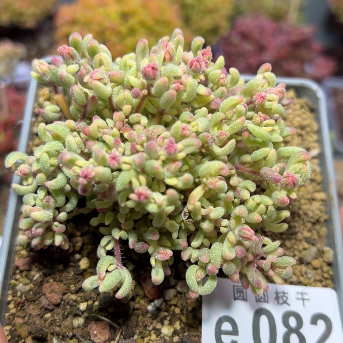 【闪购商品】e082红宝石锦枝干番杏