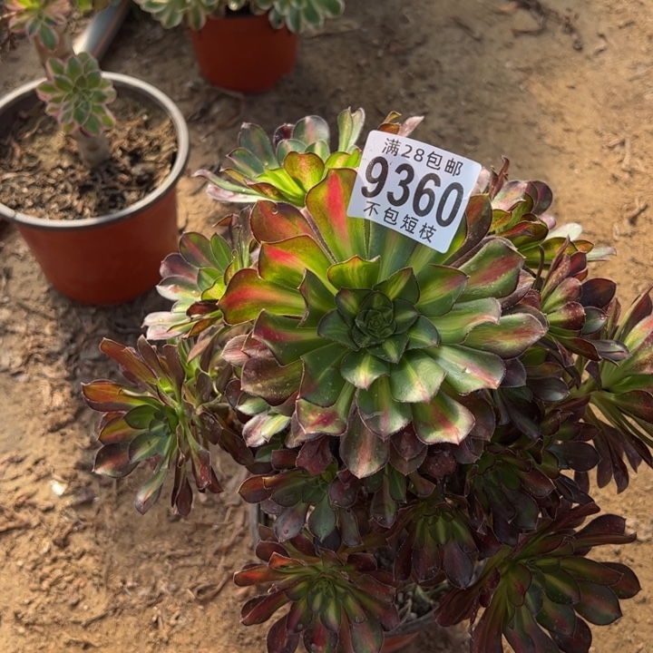 秋***霏爱马仕中班多肉植物9360