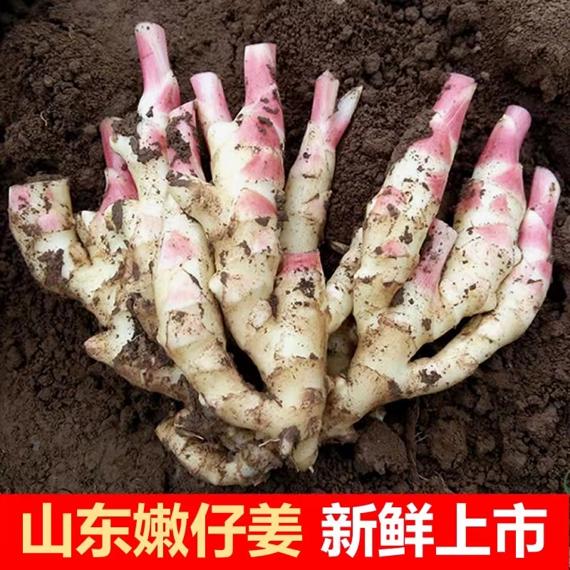 【顺丰包邮】红芽嫩姜新鲜仔姜生姜农家现挖可食用醋泡鲜姜