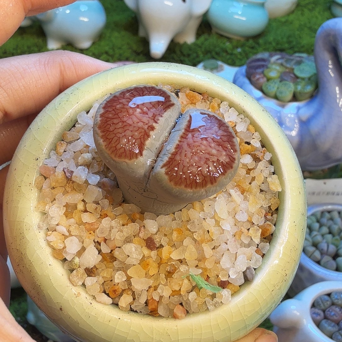 多肉植物福利冲872