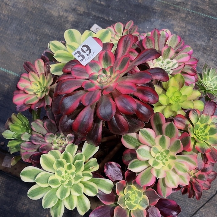 嫁接法师的39999