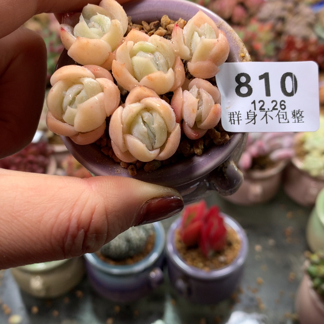 精控拇指盆12.26810