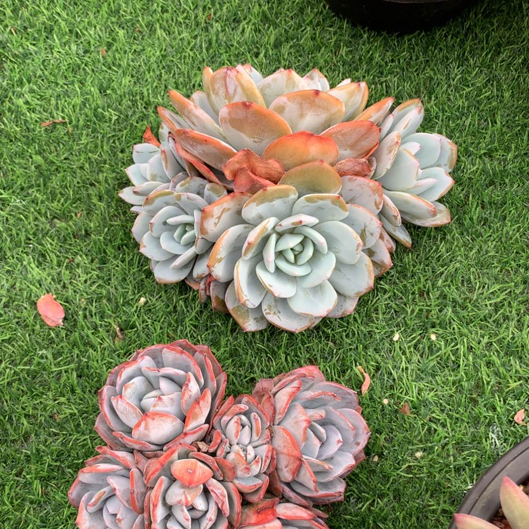 纽***扣多肉植物一物一拍