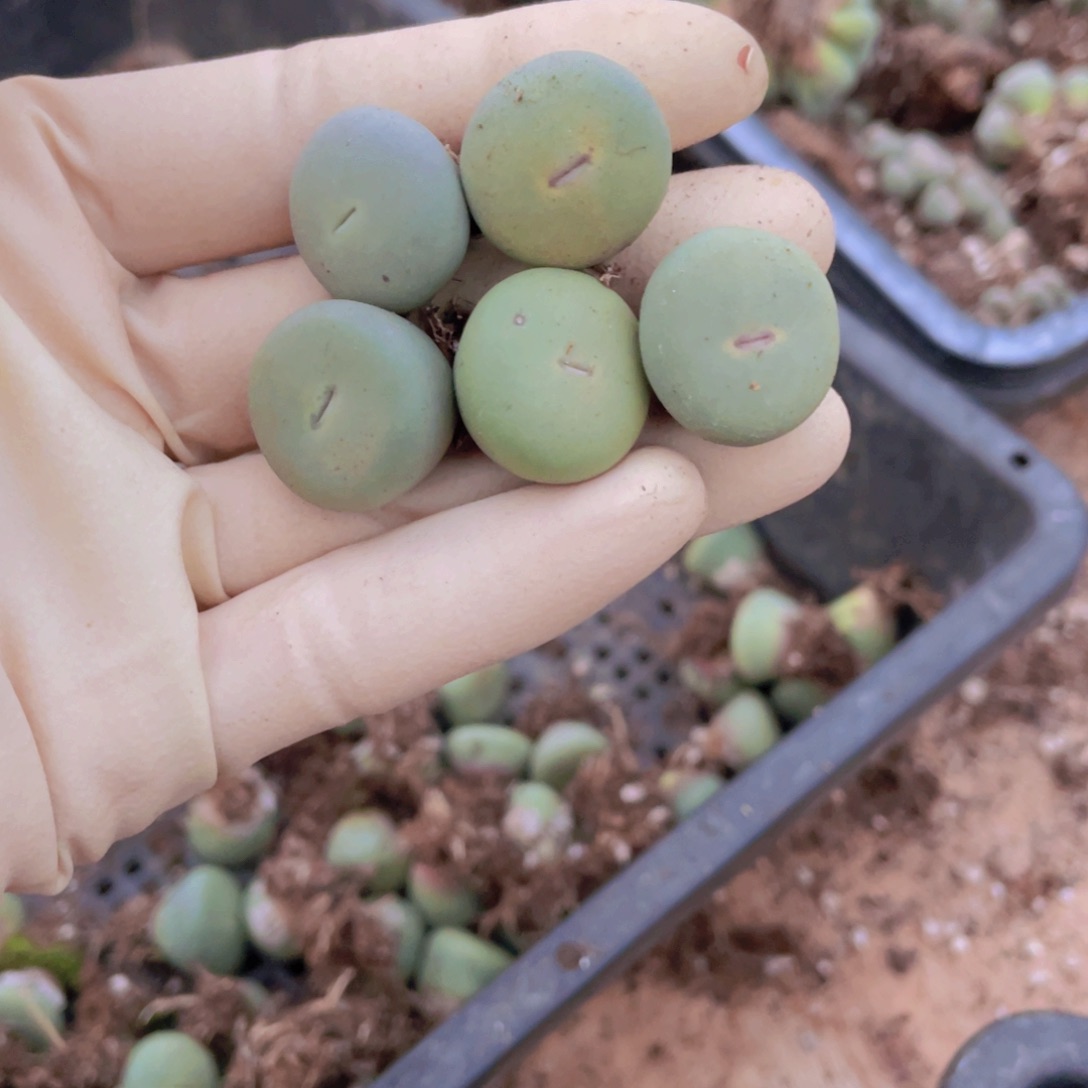 5颗小红嘴88888888888