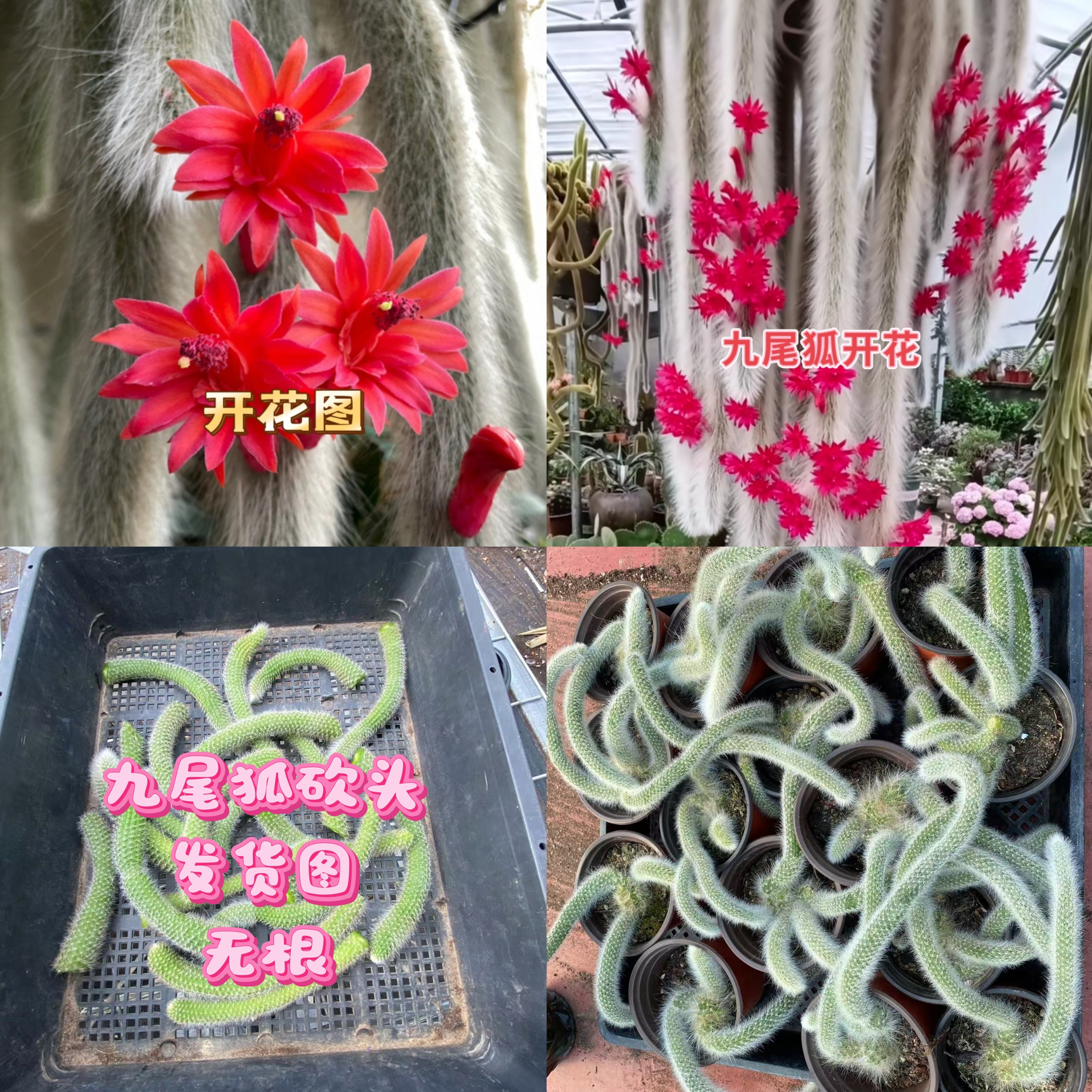 【九尾狐套餐6号】砍头无根9棵，10厘米左右