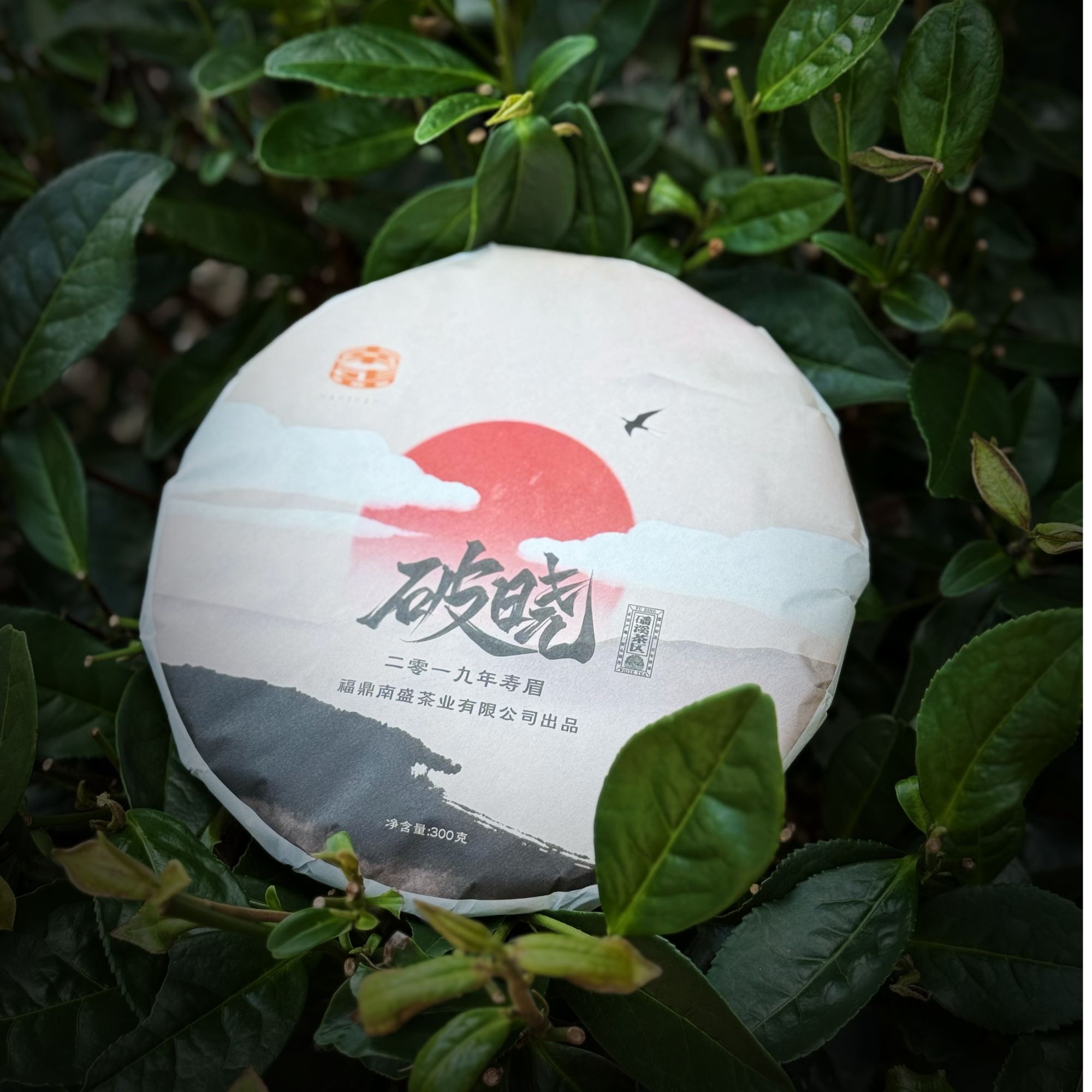 300克2019一片破晓破晓破晓破晓破晓