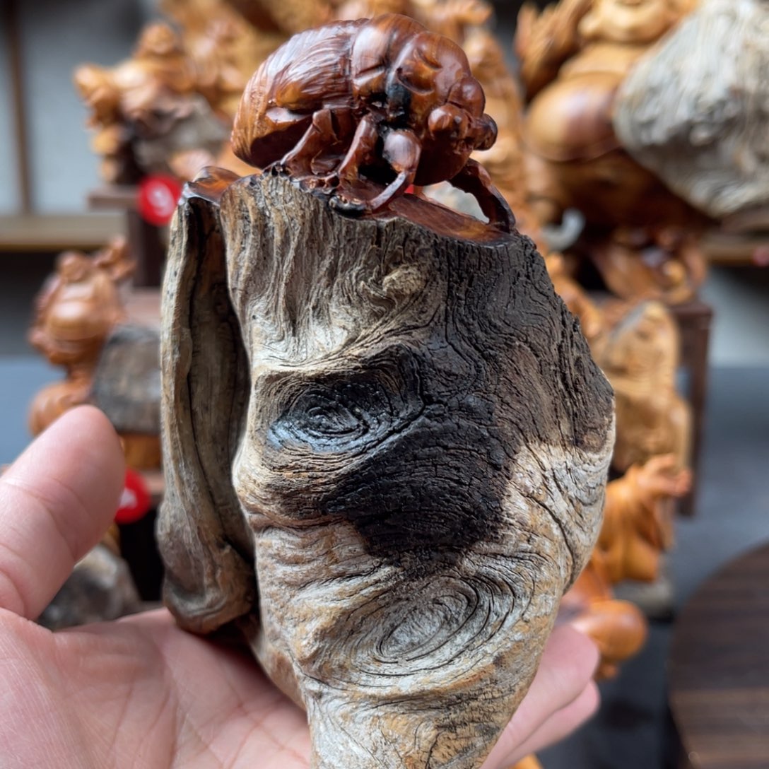 柏木（崖柏）58888888888888