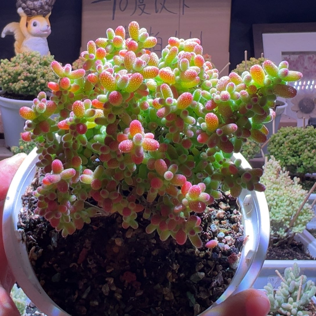 780金桔一物一拍包开箱