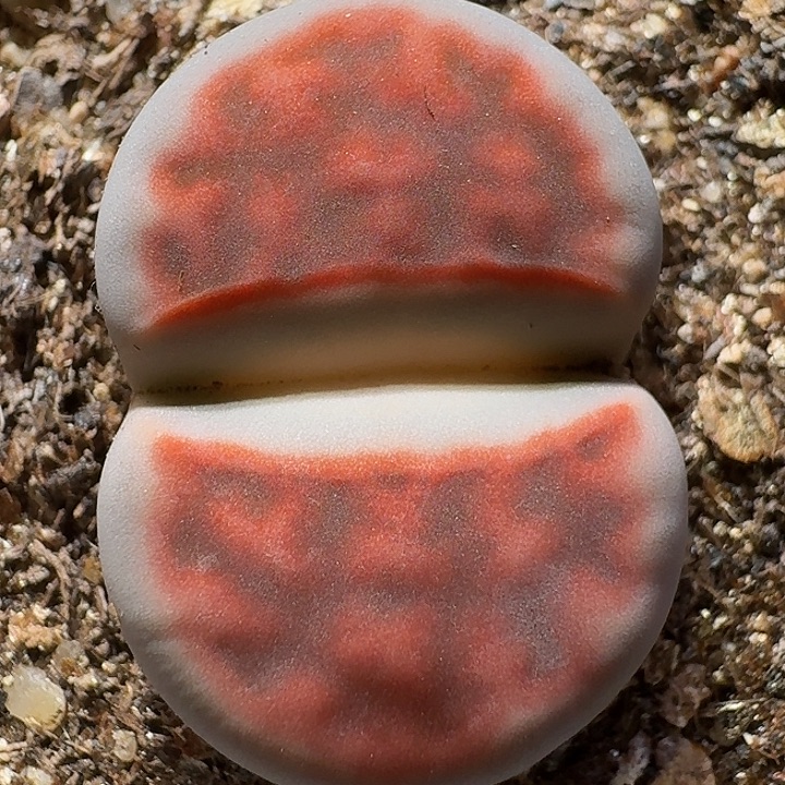 生石花111111。  丝绒质地。 313