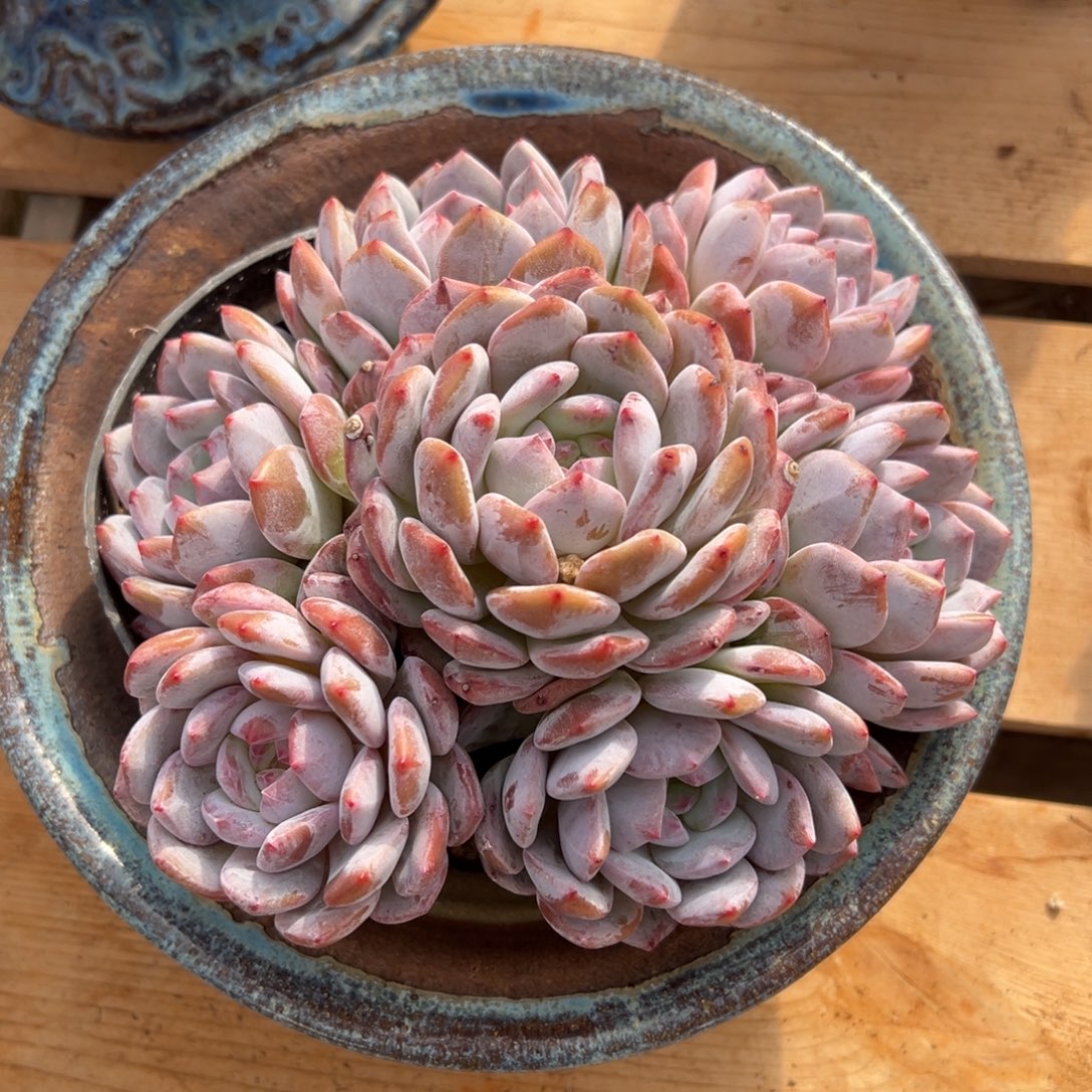 顺***神遇见多肉园艺顺风顺水星影