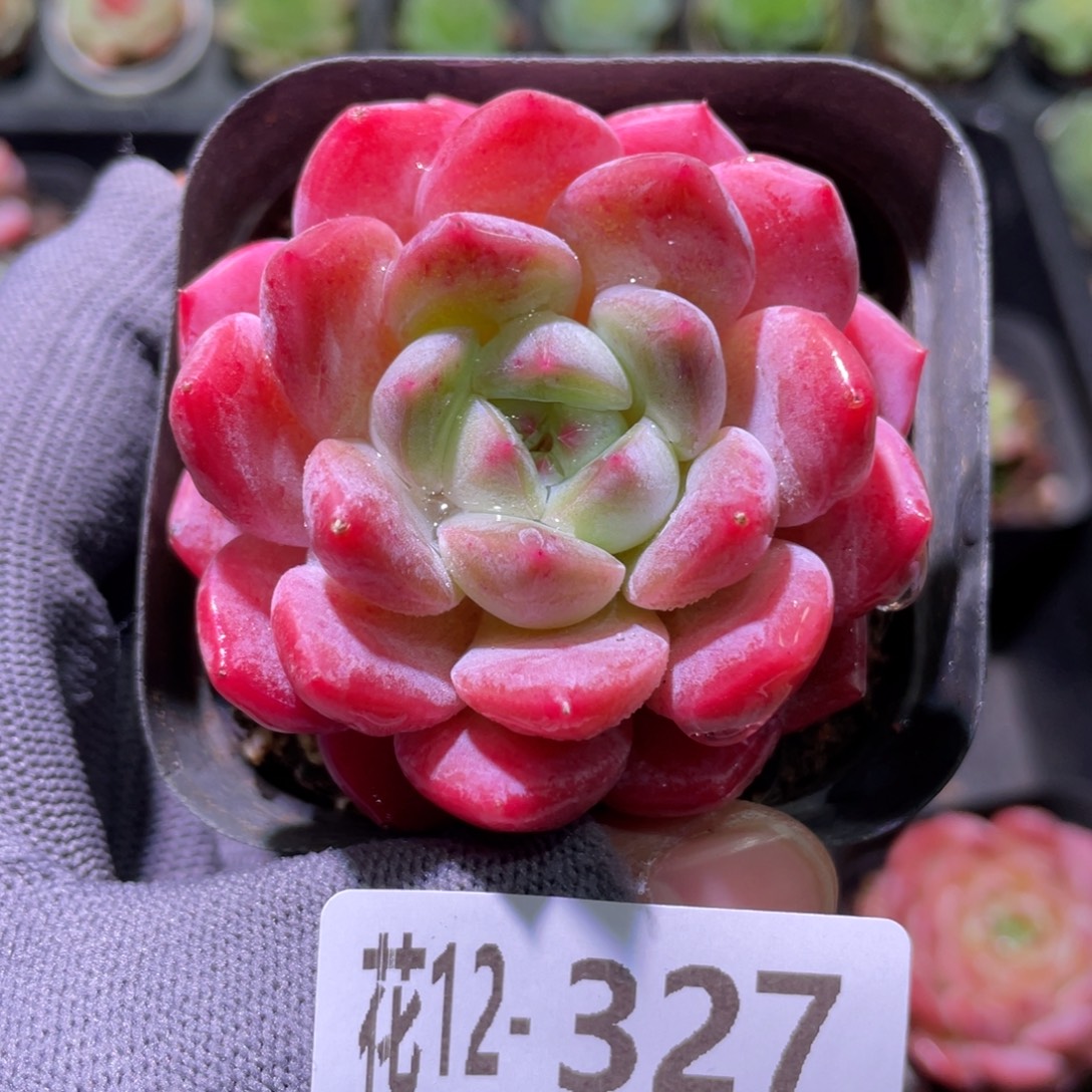 花利美12-327冰糖