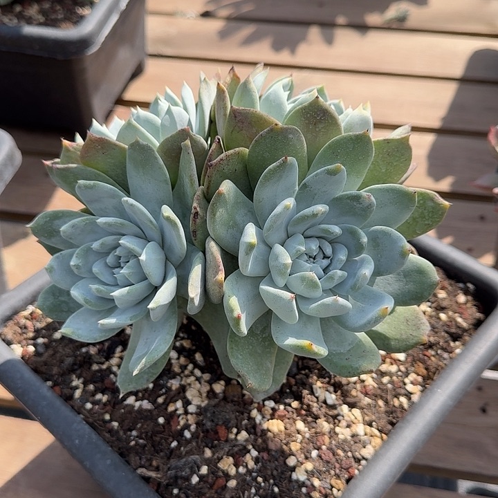 老*牡丹苹果叶仙女杯多肉