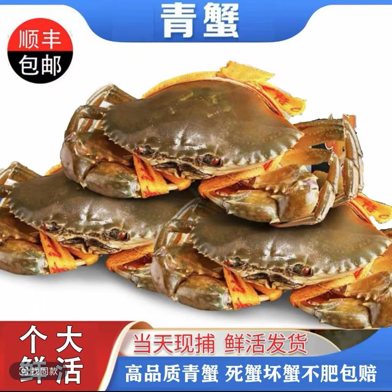 鲜活青蟹特大号红膏蟹公蟹母蟹包肥海鲜水产新鲜包邮