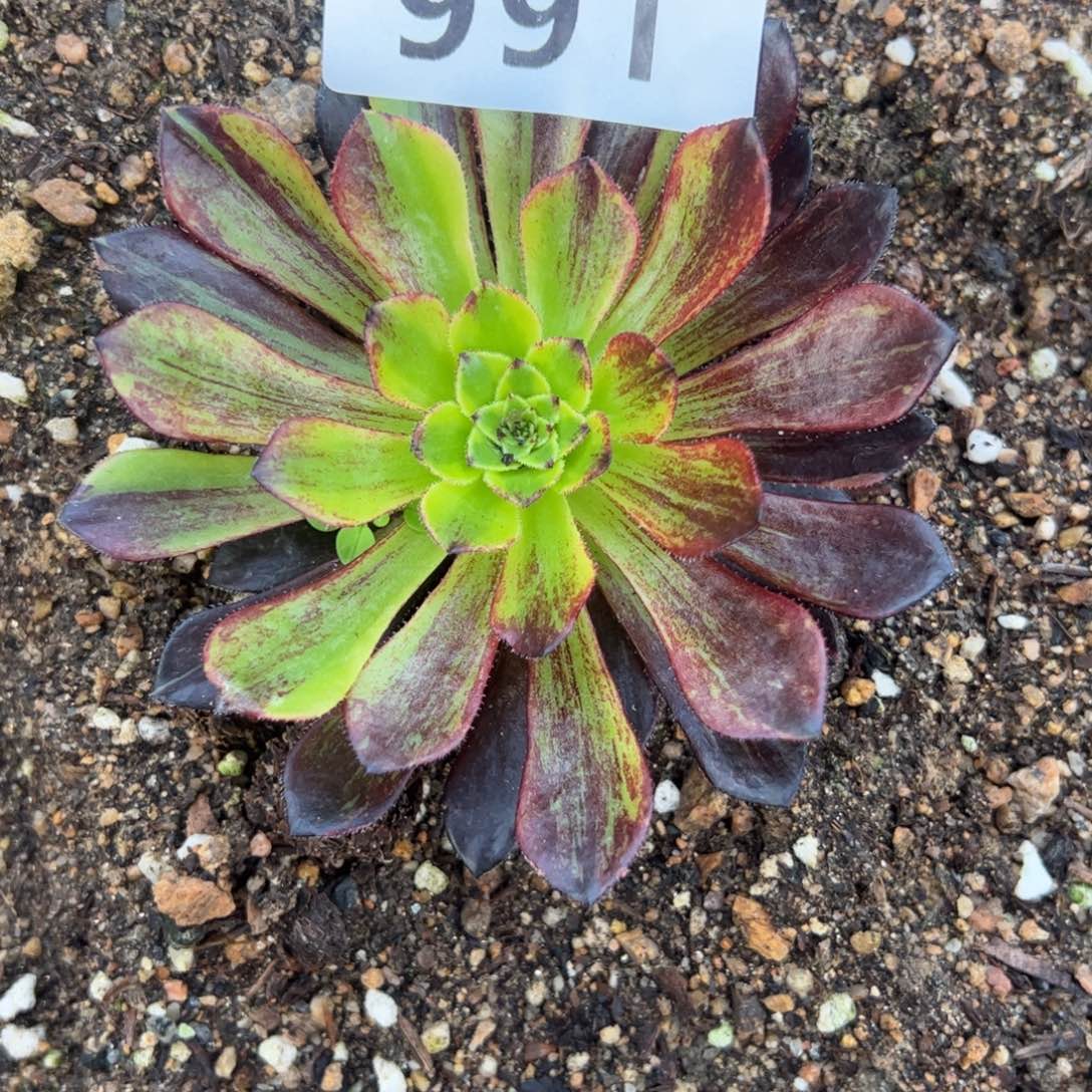 991莫兰迪多肉植物