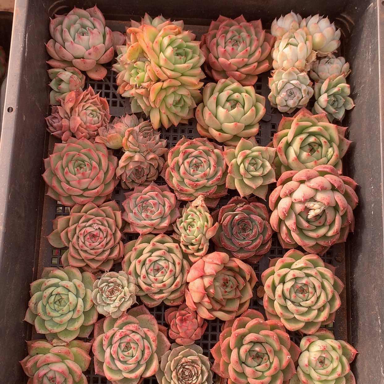 【闪购商品】云550号