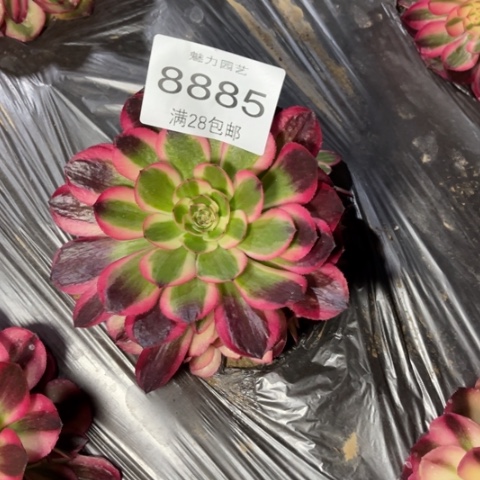 倾城多肉多肉8885