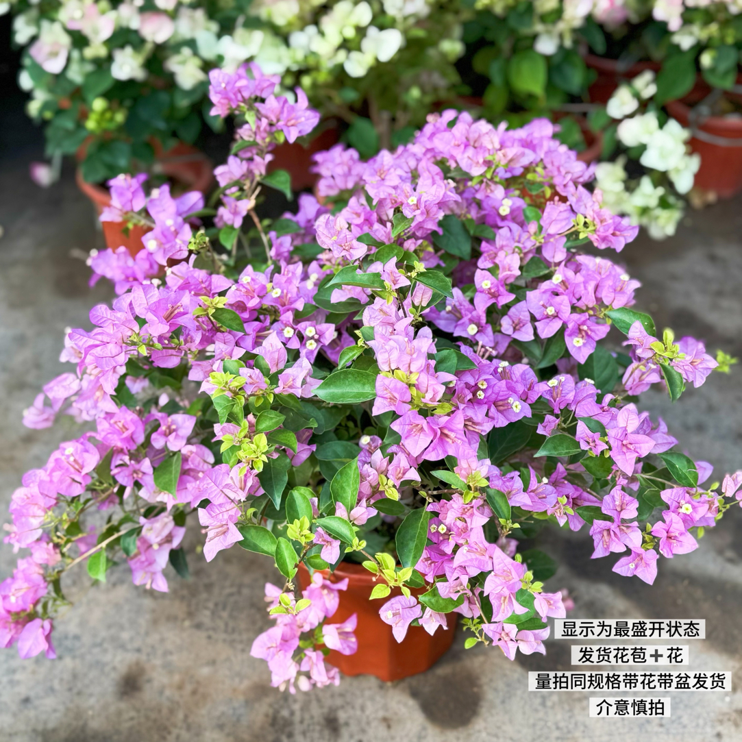 巴西紫·淡紫色四季开花三角梅