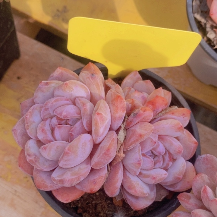 多肉植物，开心多肉