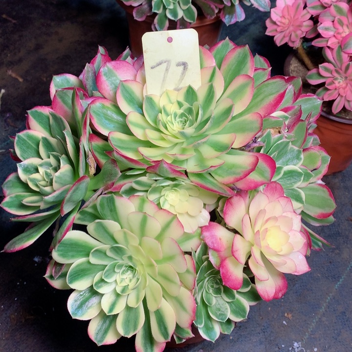 72海王多肉111111