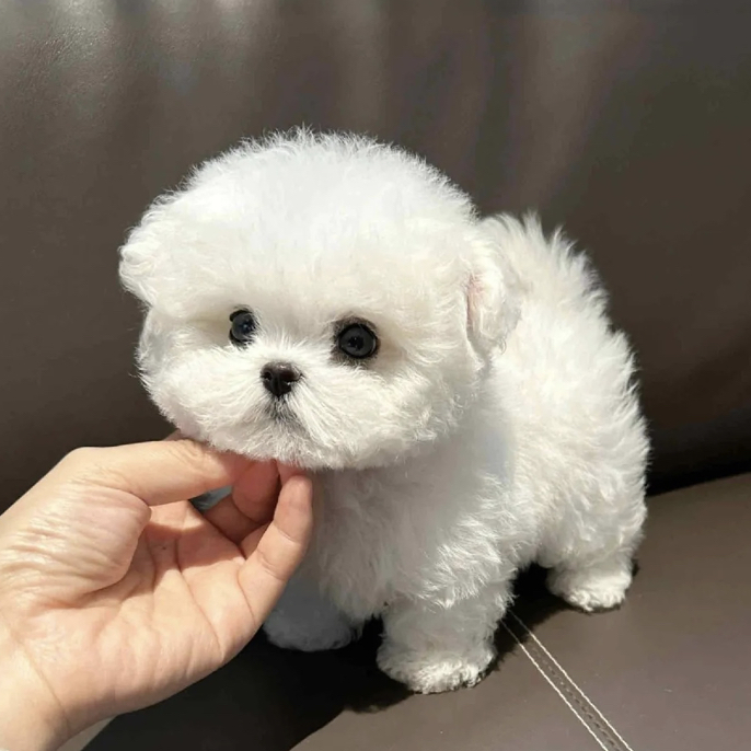 《波仔家》比熊．博美．泰迪熊小体型犬